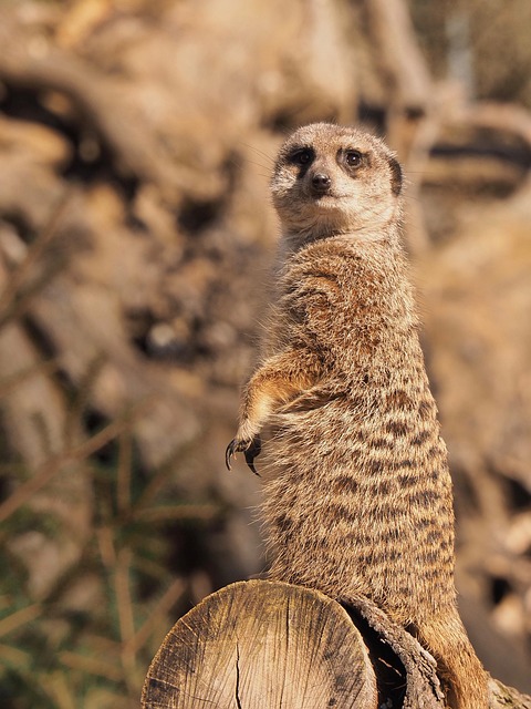 Free Meerkat Nature photo and picture