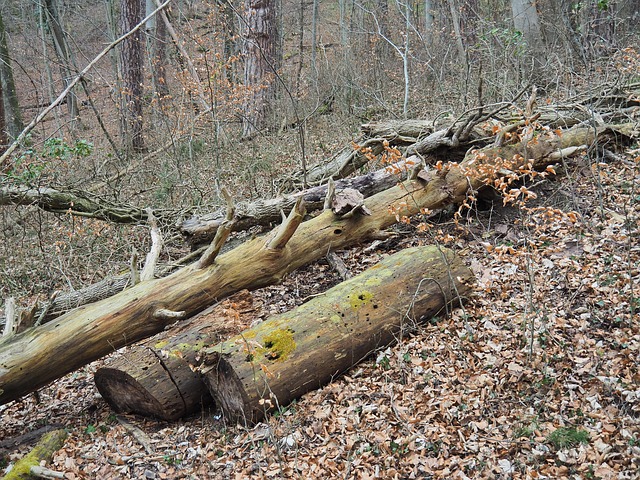 Free Deadwood Wood photo and picture