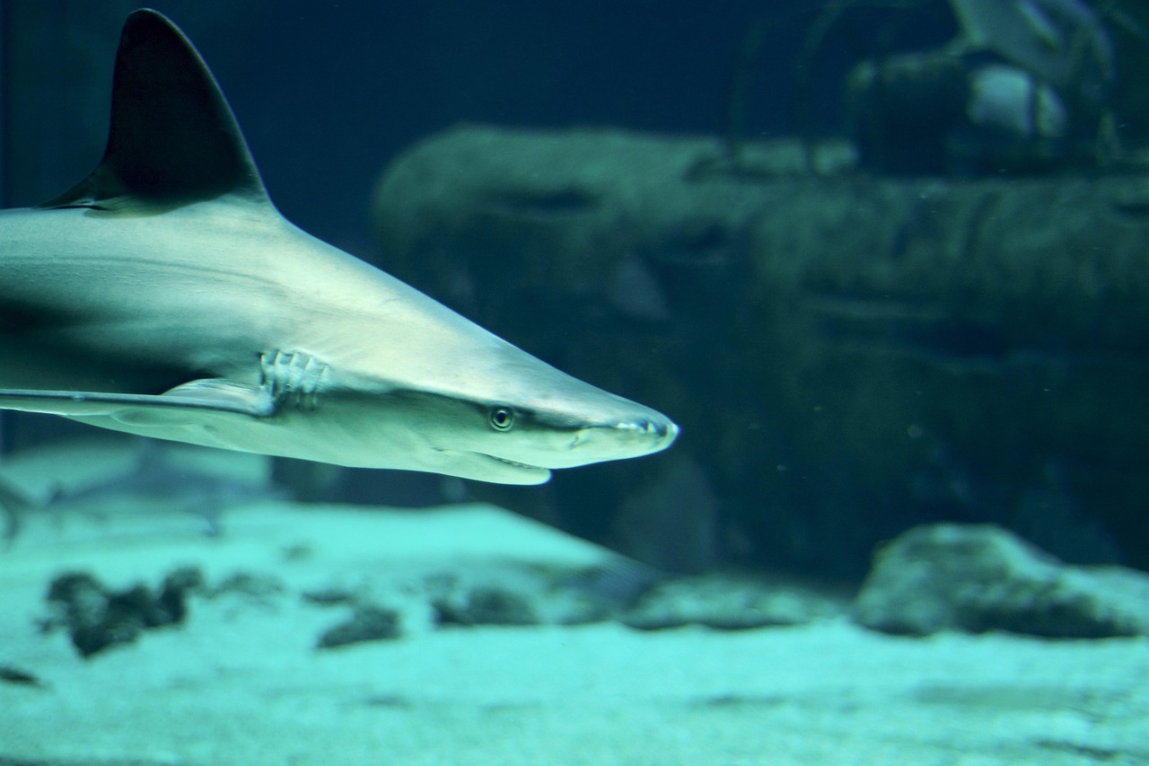Requin Mer Requin Mer L'Eau - Photo gratuite sur Pixabay - Pixabay