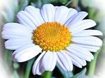 marguerite, flower, blossom
