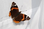 butterfly, linen, red