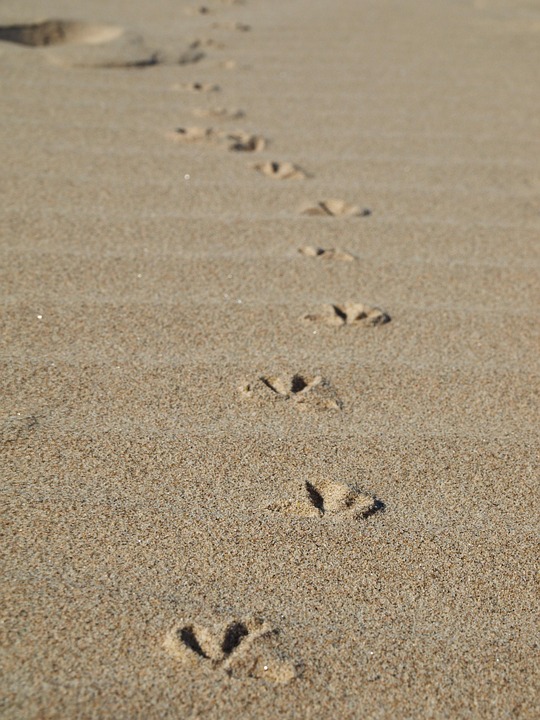 Image result for seagull footprints