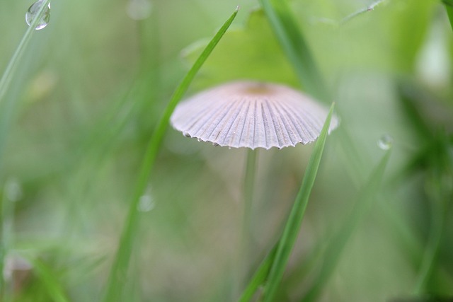 Free Fungus Dew photo and picture