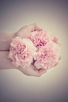 flowers, cloves, pink