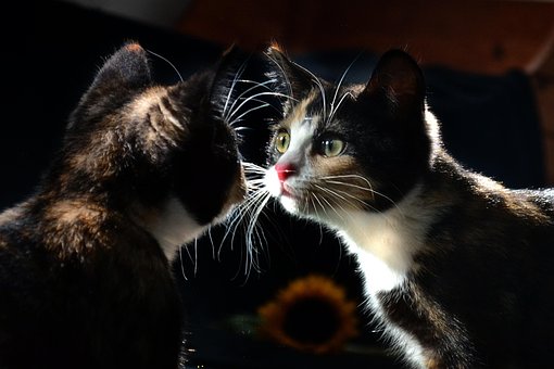 Free Mirror Cat photo and picture
