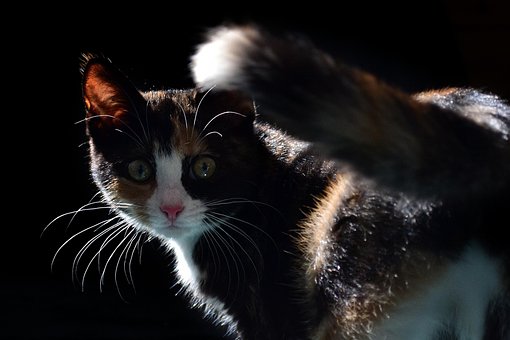 Free Pet Animal photo and picture