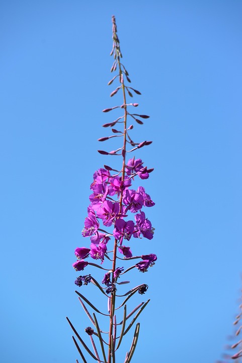 Fireweed Flower Blue Sky - Free photo on Pixabay