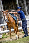 horse, mount, equestrian