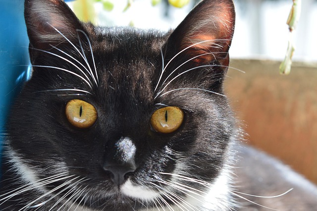 Free Cat Animal photo and picture