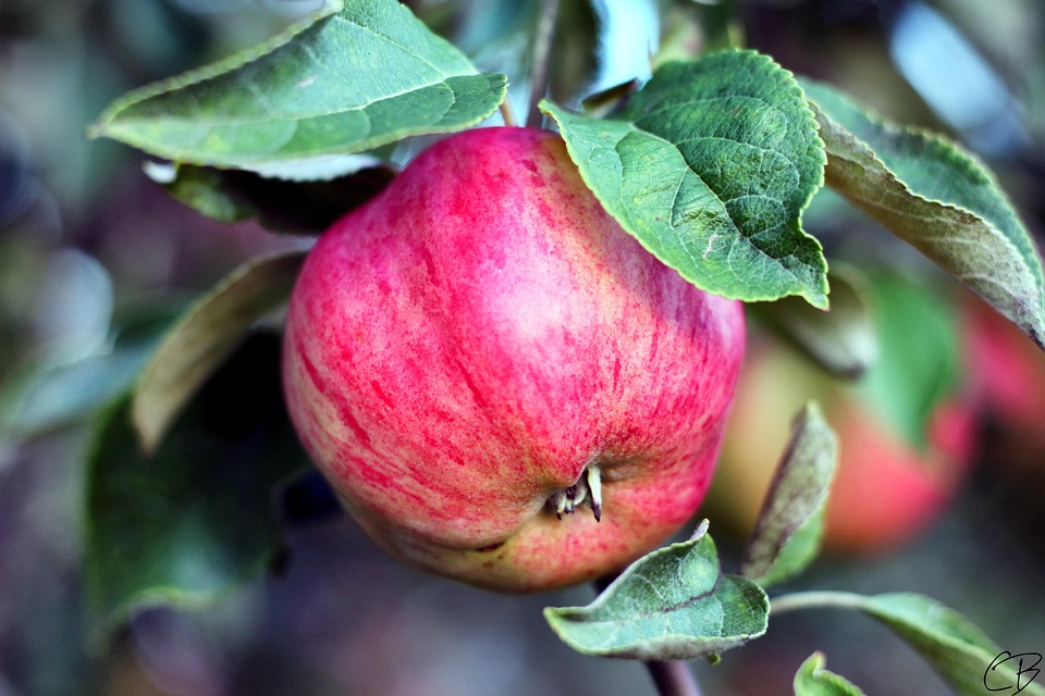 Nature Apple Healthy - Free photo on Pixabay