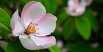 spring, pistil, wood