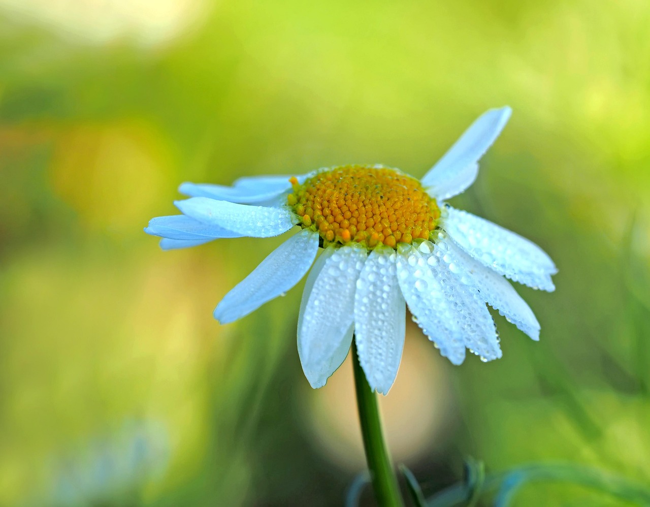 Chamomile In The Morning Free photo on Pixabay Pixabay