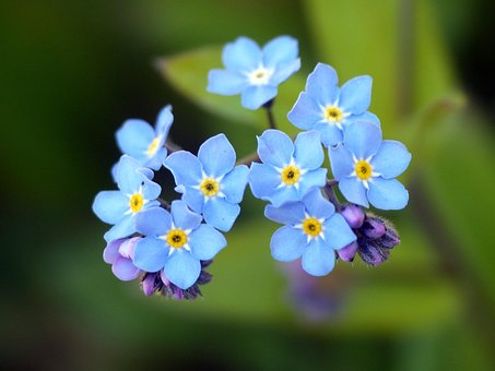 Bloem, Vergeet Me Niet, Bloesem, Blauw