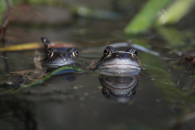 Rana, Estanque, Naturaleza, Anfibio
