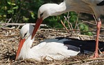 stork, scrim, white stork
