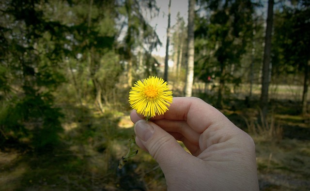 Free Flower Hand photo and picture