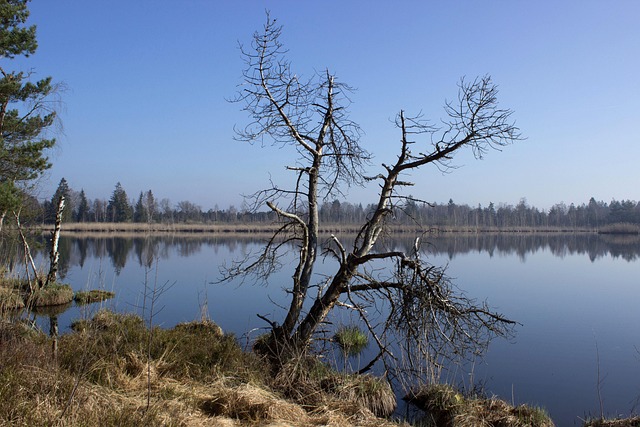 Free Riedsee Moor photo and picture