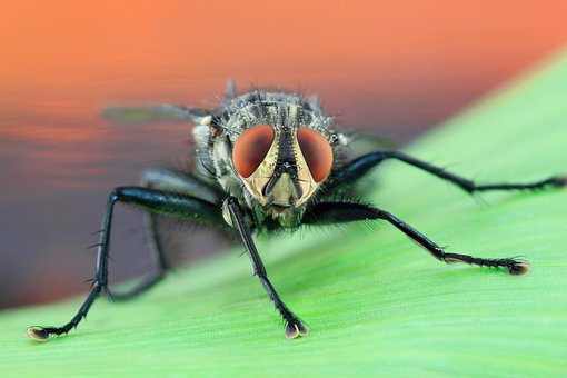 Free Fly Housefly photo and picture