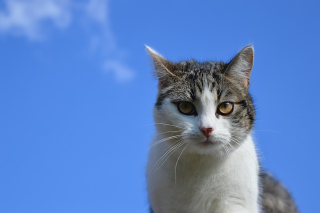 Katze, Kopf, Himmel, Blau