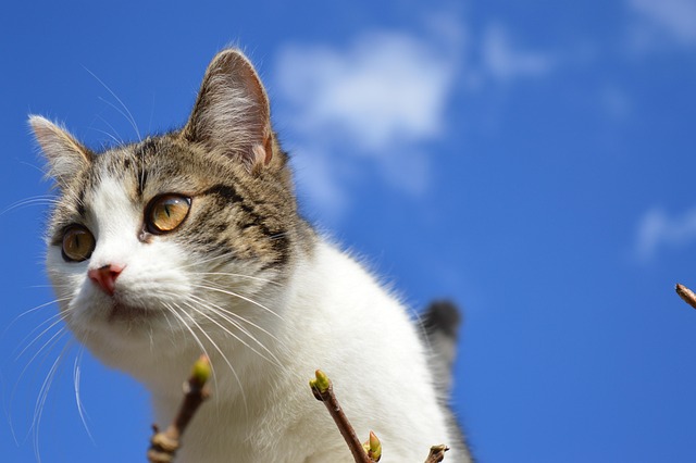 Katze, Kopf, Himmel, Blau, Wolke
