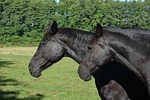 horse, centime, horse head