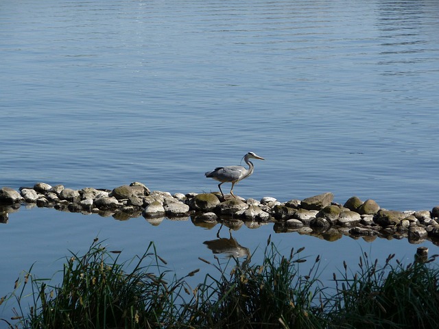 Free Heron Nature photo and picture