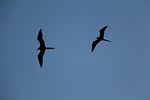 birds, seagulls, blue