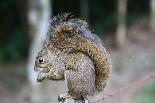 Free Squirrel Wood photo and picture