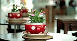 hotchpotch, red, flowers