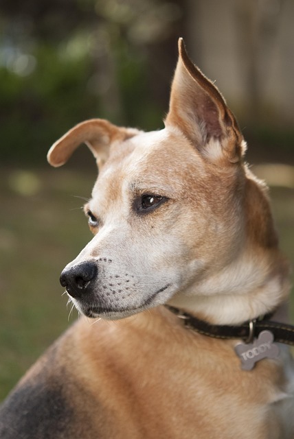 Free Dog Pet photo and picture