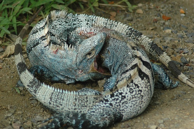 Free Iguana Safari photo and picture