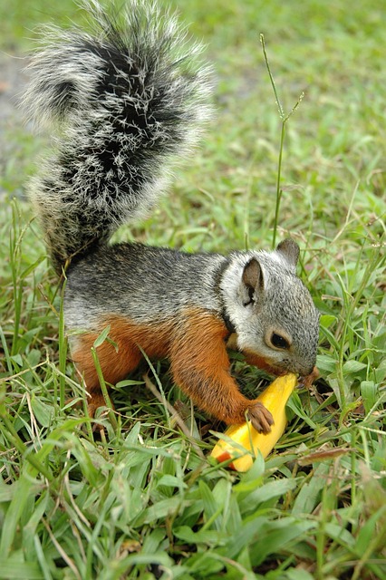 Free Squirrel Nature photo and picture
