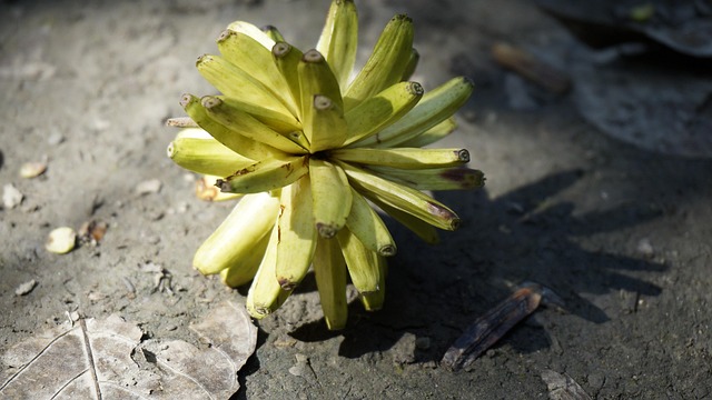 Free Camping Tree Fruit photo and picture