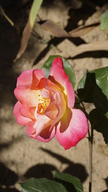 Free Rose Flower photo and picture