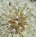 dandelion, fly, seeds was