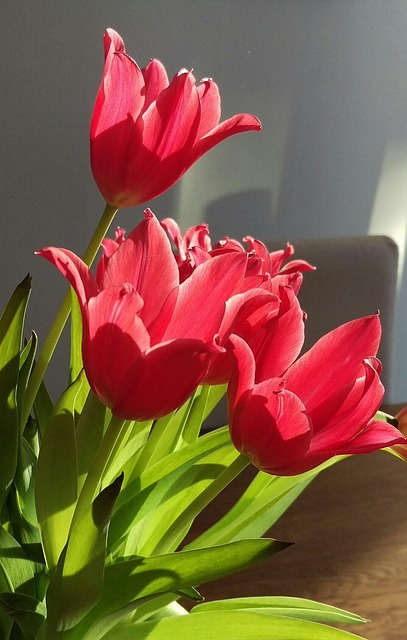Free Tulips Spring photo and picture