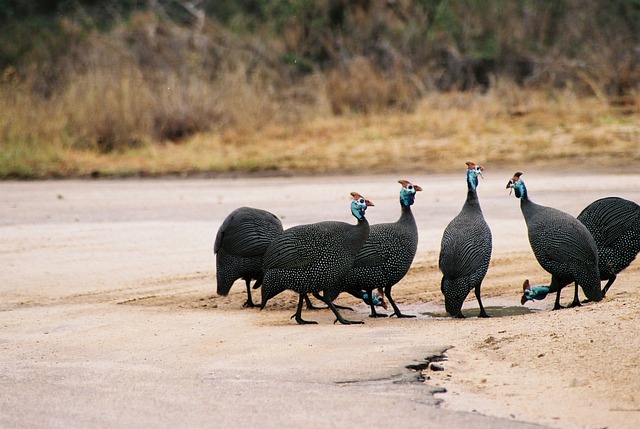 Perlhühner, Kruger Nationalpark