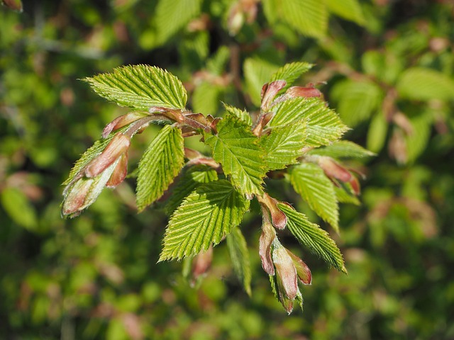 Free Beech Spring photo and picture
