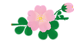 rose, flower, briar