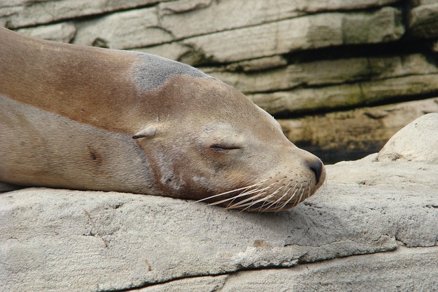 Free Sleep Sea Lion photo and picture