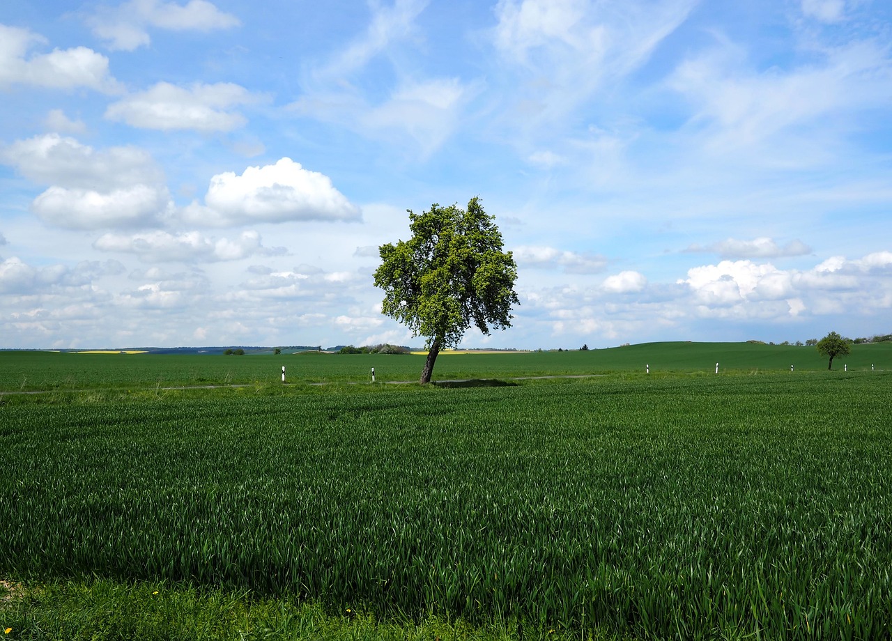 Field Fields Road - Free photo on Pixabay - Pixabay