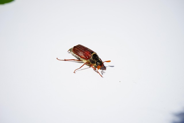 Free Cockchafer Field Cockchafer photo and picture