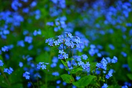 Forget Me Not, Flower