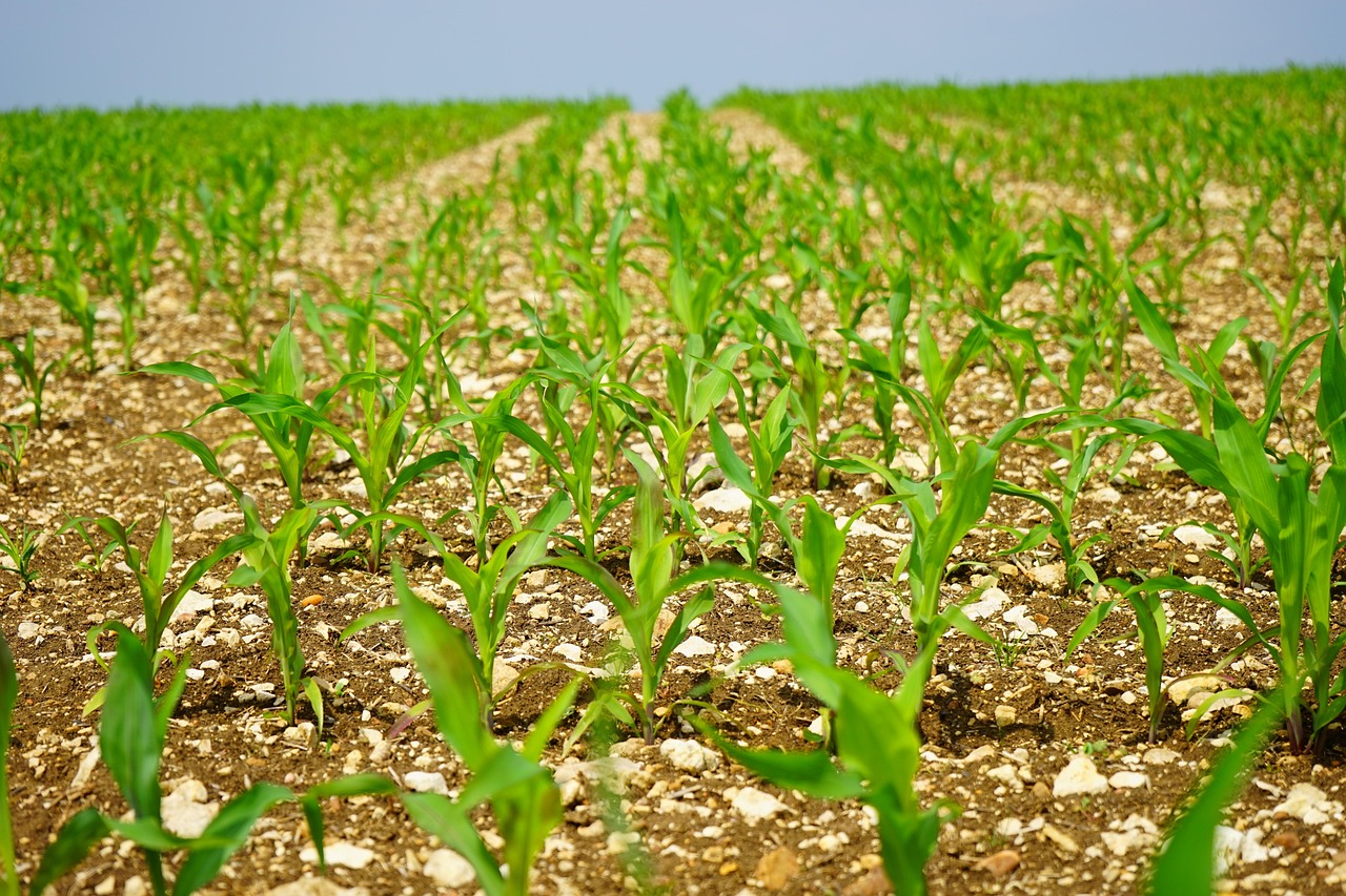 Cornfield Corn Field Free photo on Pixabay Pixabay