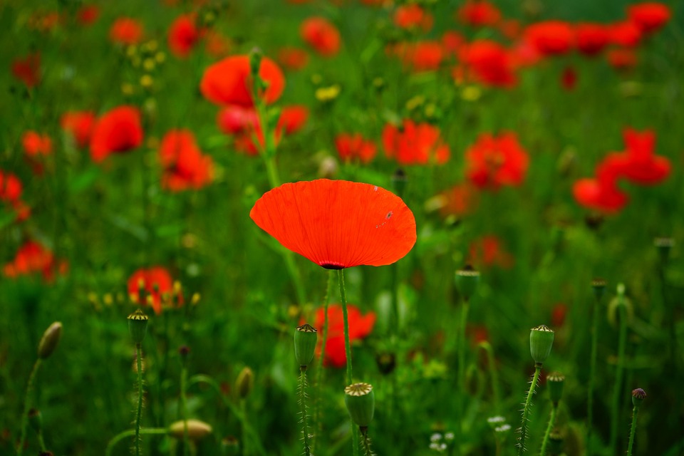 Klatschmohn Mohnblüte Mohn Roter - Kostenloses Foto auf Pixabay