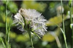 dandelion, seeds, screen