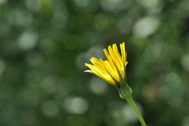 Free Blossom Bloom photo and picture