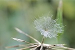 dandelion, seeds, screen