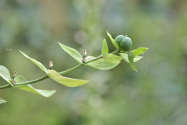 Free Cross-Leaved Milkweed Green photo and picture