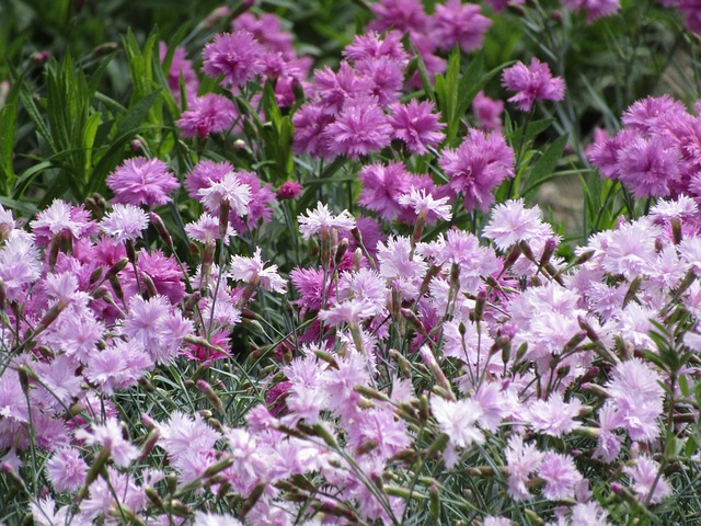 Free Flora Nature photo and picture